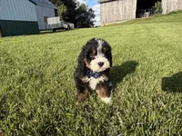 Tango, a male Bernedoodle for sale in Athens, WI – 2 of 10