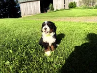 Travis, a male Bernedoodle for sale in Athens, WI – 10 of 10