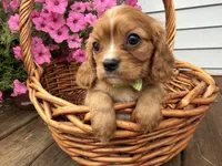 Duke, a male Cavalier King Charles Spaniel for sale in Athens, WI – 9 of 10