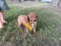 Gavin, a male Cavapoo for sale in Athens, WI – 4 of 10