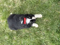 Zoey, a female Australian Shepherd and Border Collie for sale in Athens, WI – 8 of 10