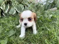 AKC Beth, a female Cavalier King Charles Spaniel for sale in Athens, WI – 5 of 10