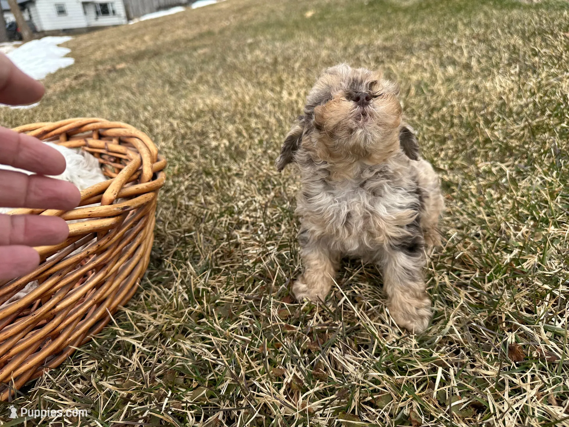 AKC Sayler, a female Poodle - Toy  for sale in Athens, WI – Photo 3 of 10