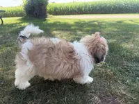 Janet, a female Bichon Frise and Shih Tzu for sale in Athens, WI – 4 of 10