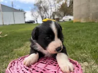 Zilla , a female Australian Shepherd and Border Collie for sale in Athens, WI – 10 of 10