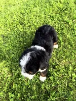 Travis, a male Bernedoodle for sale in Athens, WI – 6 of 10