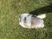 Buddy, a male Bichon Frise and Shih Tzu for sale in Athens, WI – 6 of 10