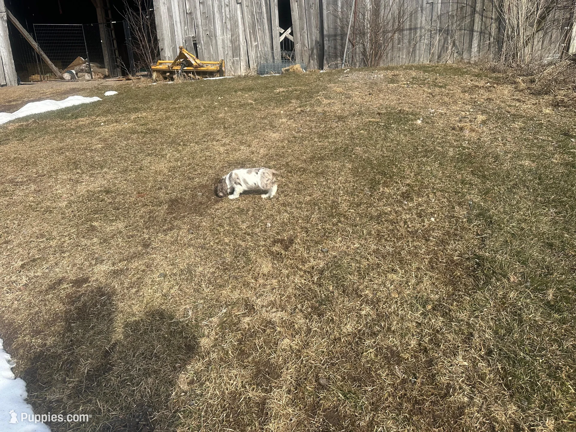 AKC Shilo, a male Cocker Spaniel for sale in Athens, WI – Photo 10 of 10
