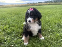 Sable, a female Bernedoodle for sale in Athens, WI – 5 of 10