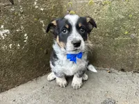 Sparky, a male Border Collie and Pembroke Welsh Corgi for sale in Athens, WI – Photo 10 of 10