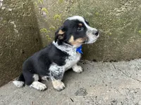 Sparky, a male Border Collie and Pembroke Welsh Corgi for sale in Athens, WI – Photo 8 of 10
