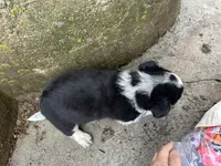 Sparky, a male Border Collie and Pembroke Welsh Corgi for sale in Athens, WI – Photo 4 of 10