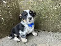 Sparky, a male Border Collie and Pembroke Welsh Corgi for sale in Athens, WI – Photo 7 of 10