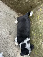 Sparky, a male Border Collie and Pembroke Welsh Corgi for sale in Athens, WI – Photo 9 of 10