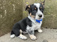 Sparky, a male Border Collie and Pembroke Welsh Corgi for sale in Athens, WI – Photo 6 of 10