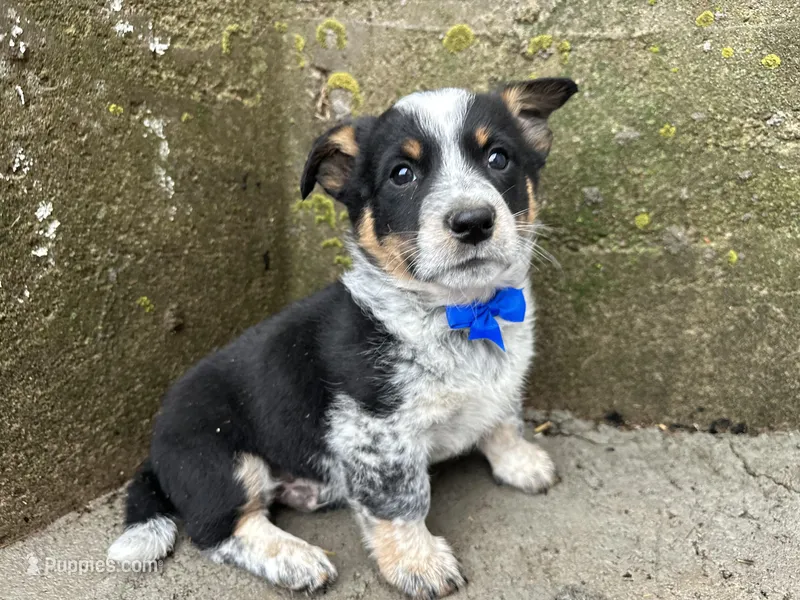 Sparky – Border Collie, Pembroke Welsh Corgi puppy for sale in Athens, WI