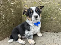 Sparky, a male Border Collie and Pembroke Welsh Corgi for sale in Athens, WI – Photo 1 of 10