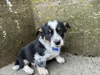 Sparky, a male Border Collie and Pembroke Welsh Corgi for sale in Athens, WI – Photo 5 of 10