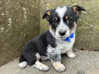 Sparky, a male Border Collie and Pembroke Welsh Corgi for sale in Athens, WI – Photo 2 of 10