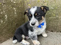 Sparky, a male Border Collie and Pembroke Welsh Corgi for sale in Athens, WI – Photo 3 of 10