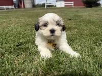 Buddy, a male Bichon Frise and Shih Tzu for sale in Athens, WI – 5 of 10