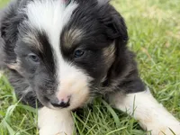 Zoey, a female Australian Shepherd and Border Collie for sale in Athens, WI – 9 of 10