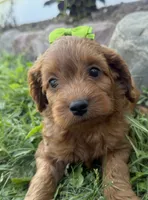 Carole, a female Cockapoo for sale in Athens, WI – 3 of 10