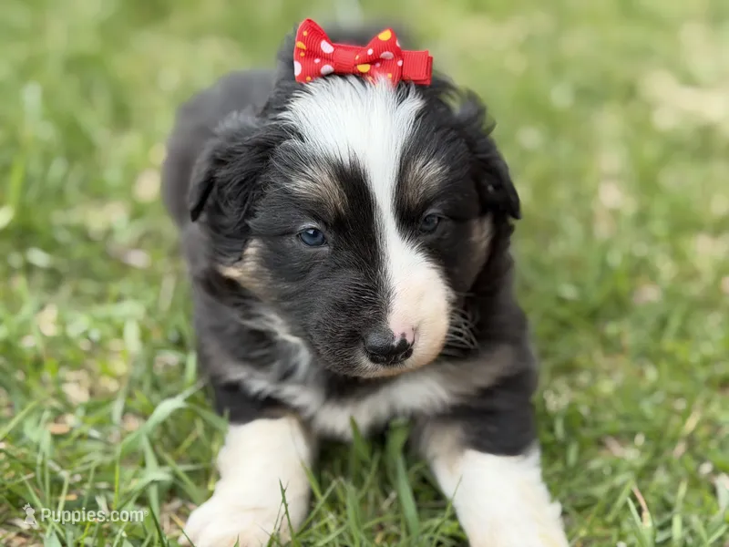 Zoey – Australian Shepherd, Border Collie puppy for sale in Athens, WI