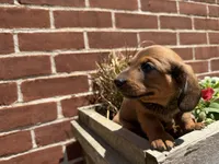 Quincy , a male Miniature Dachshund for sale in Athens, WI – 6 of 10