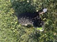 Stormy, a female Bernedoodle for sale in Athens, WI – 10 of 10
