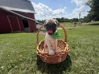 AKC AIDEN, a male Pug for sale in Athens, WI – 9 of 10
