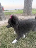 Harlee , a female Pomeranian for sale in Athens, WI – 4 of 10