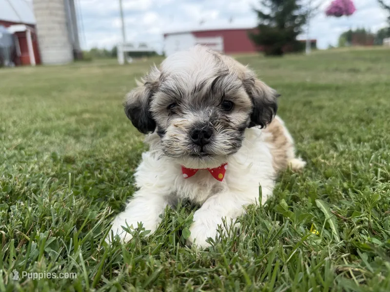 Buster – Bichon Frise, Shih Tzu puppy for sale in Athens, WI