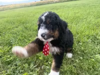 Stone, a male Bernedoodle for sale in Athens, WI – 5 of 10
