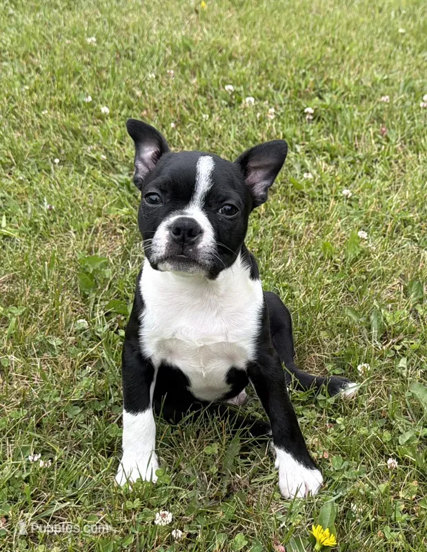 Rex – Boston Terrier puppy for sale in Athens, WI