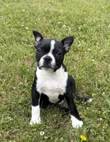 Rex, a male Boston Terrier for sale in Athens, WI – 1 of 10