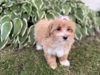Carlee, a female Maltipoo for sale in Athens, WI – 8 of 9