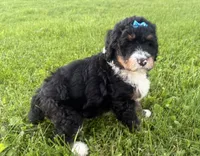 Sunny, a female Bernedoodle for sale in Athens, WI – 6 of 10