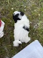 Danny, a male Bichon Frise and Shih Tzu for sale in Athens, WI – 6 of 10