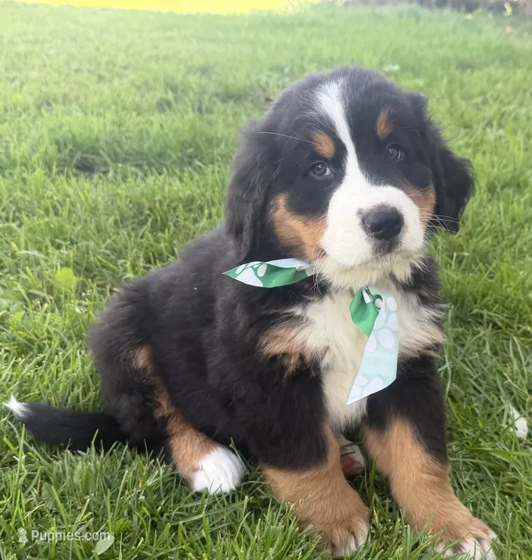 AKC Vance – Bernese Mountain Dog puppy for sale in Athens, WI