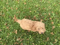 Shep, a male Miniature Goldendoodle for sale in Athens, WI – 7 of 10