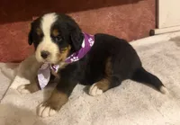 AKC Violet, a female Bernese Mountain Dog for sale in Athens, WI – 3 of 10