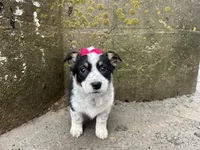 Polly , a female Border Collie and Pembroke Welsh Corgi for sale in Athens, WI – Photo 2 of 10