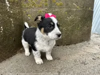 Polly , a female Border Collie and Pembroke Welsh Corgi for sale in Athens, WI – Photo 8 of 10