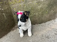 Polly , a female Border Collie and Pembroke Welsh Corgi for sale in Athens, WI – Photo 6 of 10