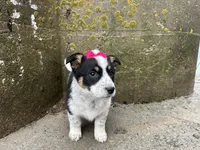 Polly , a female Border Collie and Pembroke Welsh Corgi for sale in Athens, WI – Photo 3 of 10