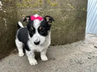 Polly , a female Border Collie and Pembroke Welsh Corgi for sale in Athens, WI – Photo 10 of 10