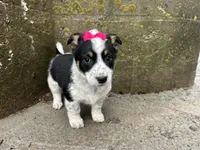 Polly , a female Border Collie and Pembroke Welsh Corgi for sale in Athens, WI – Photo 7 of 10