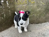 Polly , a female Border Collie and Pembroke Welsh Corgi for sale in Athens, WI – Photo 9 of 10