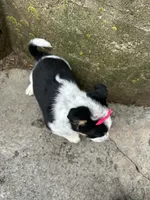 Polly , a female Border Collie and Pembroke Welsh Corgi for sale in Athens, WI – Photo 5 of 10